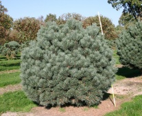 Сосна обыкновенная "Watereri" (Pinus sylvestris), С3