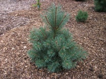 Сосна обыкновенная "Шантри Блю" (Pinus sylvestris "Chantry Blue") С3