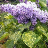Сирень обыкновенная "Аукубофолия" (Syringa vulgaris "Aucubaefolia") C2