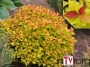 Спирея японская "Goldflame" (Spiraea japonica) С2