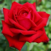 Роза Бургунд (Rose Burgund), С2
