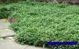 Кизильник мелколистный C1