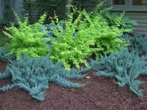 Можжевельник горизонтальный "Blue Chip" (Juniperus horizontalis), С5