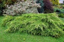 Можжевельник Пфитцериана "Pfitzeriana" (Juniperus x media Pfitzeriana) С7,5