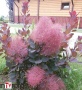 Скумпия кожевенная "Royal Purle" (Cotinus coggygria) C2
