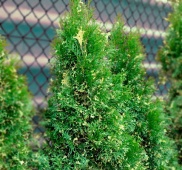 Туя западная "Smaragd Variegata" (Thuja occidentalis) C5 80-90см.
