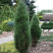Сосна черная "Грин Тауэр" (Pinus nigra "Green Tower") С5