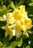 Азалия крупноцветковая Аннеке (Azalea hybridum Anneke) С3