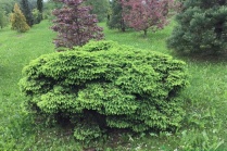 Ель обыкновенная "Nidiformis" (Picea abies) С5
