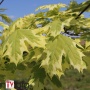Клён остролистный "Drummondi" (Acer platanoides), С25