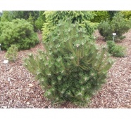 Сосна красная Ватнонг  (Pinus densiflora Watnong)C3