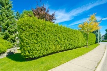 Туя западная "Brabant" (Thuja occidentalis) C2 40-60 см. 
