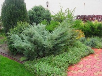 Можжевельник виргинский "Hetzii" (Juniperus virginiana), C3