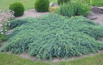 Можжевельник чешуйчатый "Blue Carpet" (Juniperus squamata) С2