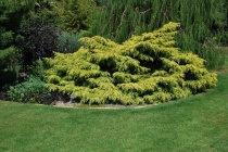 Можжевельник средний "Old Gold" (Juniperus x media) C5