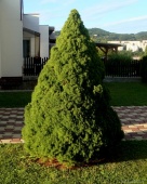 Ель сизая "Conica" (Picea glauca) С5