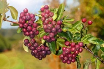 Рябина плодовая "Ликерная" (Sorbus aucuparia "Likjornaja") С15