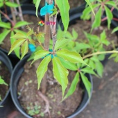 Виноград девичий "Redwall" (Parthenocissus quinquefolia), С3