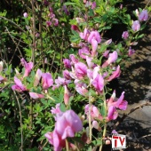 Ракитник пурпурный (Chamaecytisus purpureus), С1