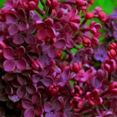 Сирень обыкновенная 'Знамя Ленина' (Syringa vgaris 'Znamya Lenina') С3