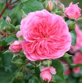 Роза Пинк Свани (Pink Swany), С2