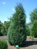 Можжевельник виргинский Глаука (Juniperus virginiana Glauca) С5
