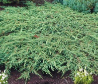 Можжевельник обыкновенный "Repanda" (Juniperus communis), C5