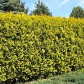 Туя западная "Golden Brabant" (Thuja occidentalis) C2