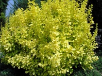 Барбарис Тунберга "Aurea" (Berberis thunbergii), С2
