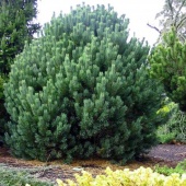 Сосна обыкновенная "Аргентеа Компакта" (Pinus sylvestris "Argentea Compacta") c5