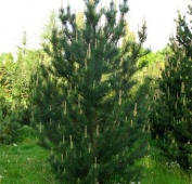 Сосна крючковатая (uncinata) C3