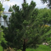 Сосна черная (Pinus nigra) С5