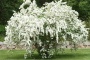 Спирея Вангутта (Spiraea Vanhouttei) С3