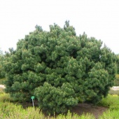 Сосна черная Нана (Pinus nigra Nana) С5