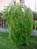 Карагана (Акация желтая) "Pendula" (Caragana arborescens), С5