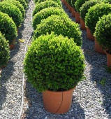 Самшит вечнозеленый (Buxus sempervirens), C15
