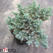 Можжевельник чешуйчатый "Blue Star" (Juniperus squamata), С2